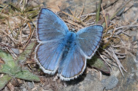 Polyommatus dorylas-6907 - Err (Puigmal) - 22/07/23