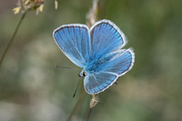 Polyommatus dorylas ♂-0326  - Gréolières les neiges - 27/06/20