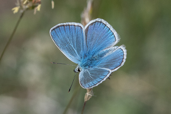Polyommatus dorylas ♂-0326  - Gréolières les neiges - 27/06/20