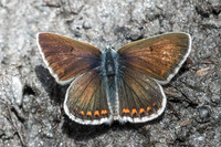 Polyommatus dorylas- Cervieres - 30/06/21