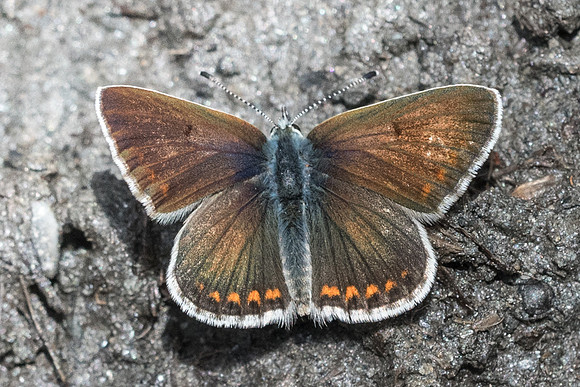 Polyommatus dorylas- Cervieres - 30/06/21