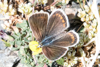 Polyommatus dorylas ♀-6835 Err (Puigmal) - 22/07/23