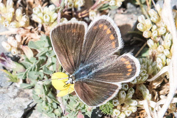 Polyommatus dorylas ♀-6835 Err (Puigmal) - 22/07/23