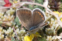Polyommatus dorylas ♀-6817 Err (Puigmal) - 22/07/23