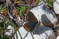 Polyommatus dorylas ♀ 6009 -Gréolieres les neiges - 27/06/20