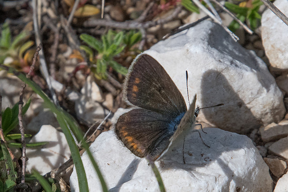 Polyommatus dorylas ♀ 6009 -Gréolieres les neiges - 27/06/20