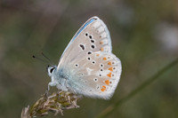 Polyommatus dorylas ♂-0317 - Gréolieres les neiges - 27/06/20