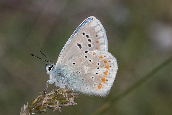 Polyommatus dorylas ♂-0317 - Gréolieres les neiges - 27/06/20