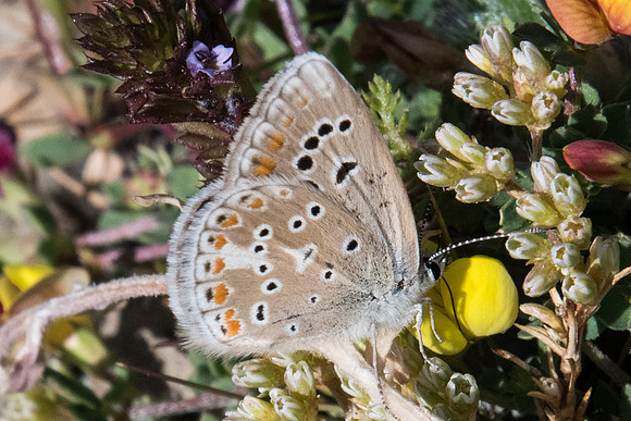 Polyommatus dorylas ♀-6845 Err (Puigmal) - 22/07/23