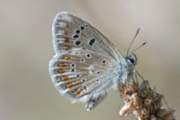 Polyommatus dorylas-4885 - Argentière la bessée - 20/07/22