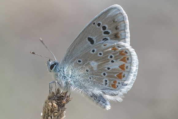 Polyommatus dorylas-4869 - - Argentière la bessée - 20/07/22