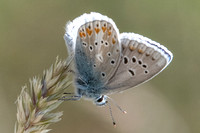 Polyommatus dorylas-6115 - Gréolieres les neiges - 27/06/20