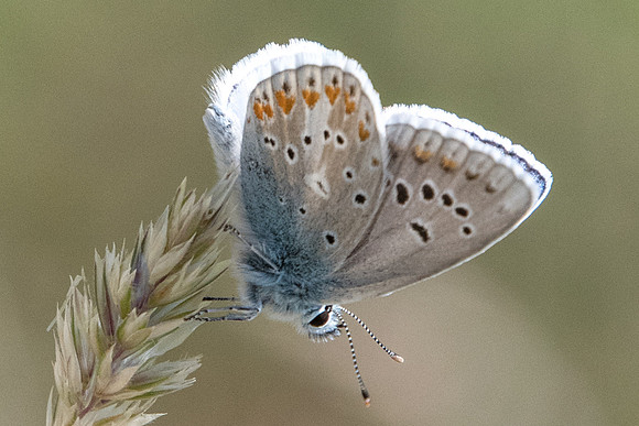 Polyommatus dorylas-6115 - Gréolieres les neiges - 27/06/20
