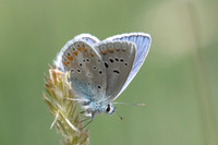 Polyommatus dorylas ♂-6070 -Greolieres les neiges - 27/06/20