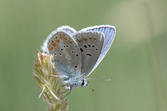Polyommatus dorylas ♂-6070 -Greolieres les neiges - 27/06/20