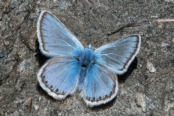 Polyommatus eros-1532 - Cervières - 1/07/21