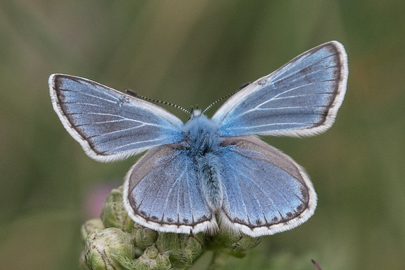 Polyommatus eros ♂-4445 - Col de la cayolle - 6/07/21