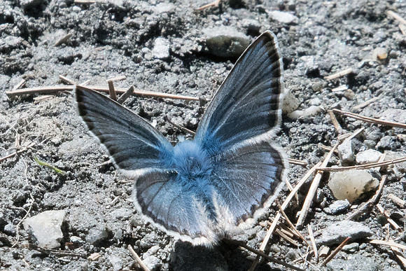 Polyommatus eros ♂-1515 - Cervières - 1/07/21