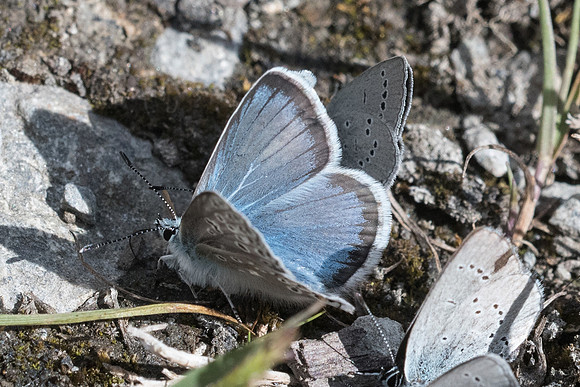 Polyommatus eros ♂-0896 - Cervières - 30/06/21