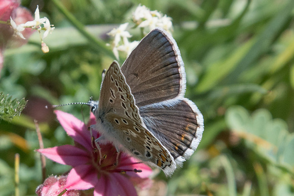 Polyommatus eros ♀-3867 - Col de la cayolle - 5/07/21