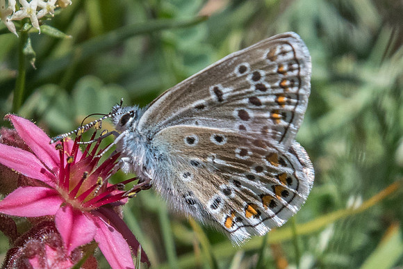 Polyommatus eros ♀-3863 - Col de la Cayolle - 5/07/21