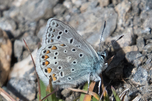 ¨Polyommatus eros-7864 - Termignon - 16/07/22