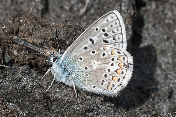 polyommatus eros-0867 - Cervières - 30/06/20