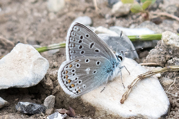 Polyommatus eros - 0994 - Estenc - 28/06/20