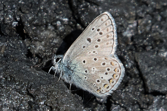 Polyommatus eros ♂-7954 - Termignon - 16/07/22