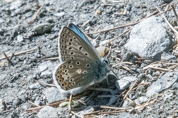 Polyommatus eros ♂-1511 - Cervières - 1/07/21