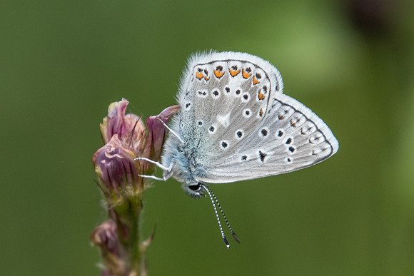 Polyommatus eros-4844 - Estenc - 6/07/21