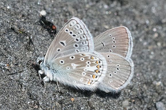 Polyommatus eros-1879 - Cervières - 1/07/21