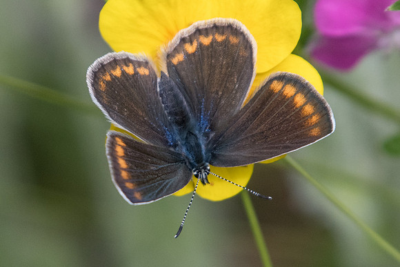 Polyommatus escheri ♀-4455 - Col de la cayolle (2100 m) - 6/07/21