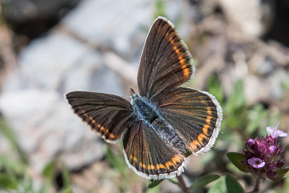 Polyommatus escheri ♀-4854 - Vallée de la Clarée - 3/07/20