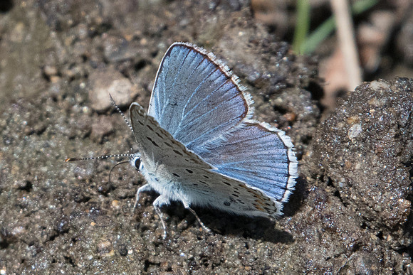 Polyommatus escheri ♂-7346 - Nohedes - 23/07/23