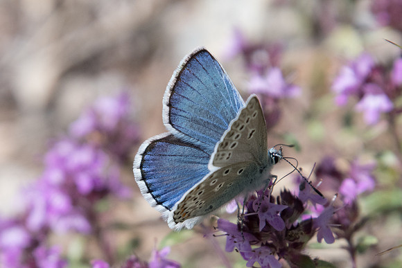 polyommatus escheri ♂-4787 - Vallée de la Clarée - 3/07/20