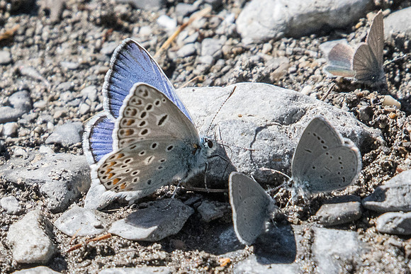 Polyommatus escheri ♂-2676 Estenc - 30/06/20