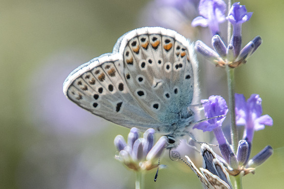Polyommatus escheri-1575 - Rimplas - 29/06/20