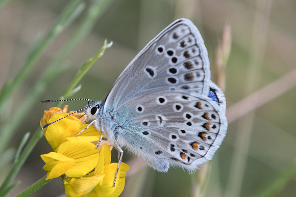 Polyommatus escheri ♂-1676 - Rimplas - 29/06/20