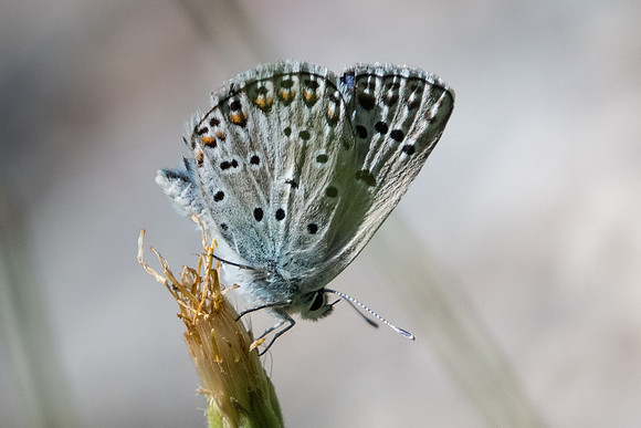 Polyommatus escheri-1638 - Rimplas - 29/06/20
