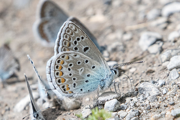 Polyommatus escheri-4364 -col de l'Izoard (le laus 1745m) - 2/07/20