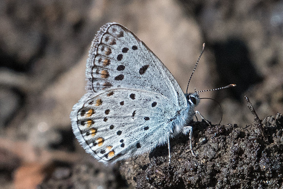 Polyommatus escheri ♂ id-7391 - Nohedes - 23/07/23