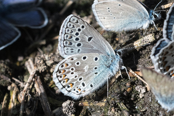 Polyommatus escheri-2916 - Beuil - 25/06/21