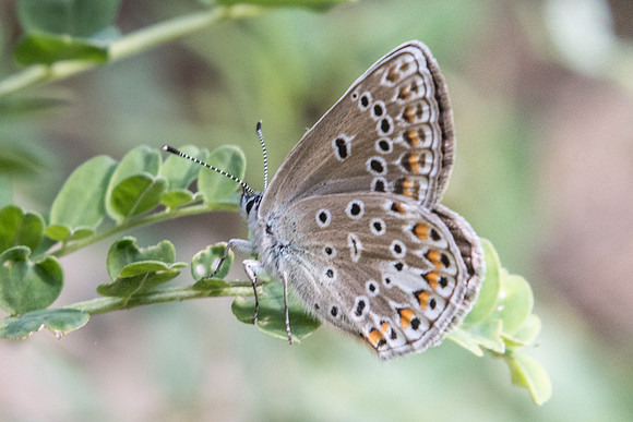 Polyommatus escheri ♀-3194 - Briançon - 1/07/20