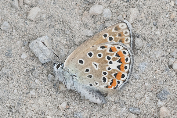 Polyommatus escheri-2593 - Argentière la bessée - 3/07/21