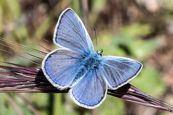 Polyommatus icarus-9709 - Belgentier - 13/04/21
