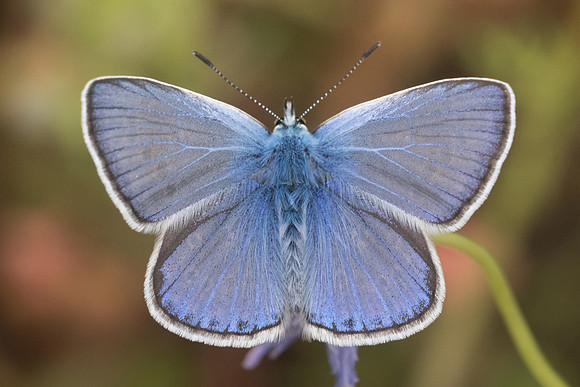 Polyommatus icarus-8382 Vivario - 14/06/23