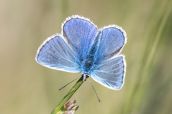 Polyommatus icarus -4930 - Mirabeau - 19/04/19
