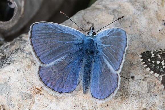 Polyommatus icarus -5300- Cipières - 12/05/21