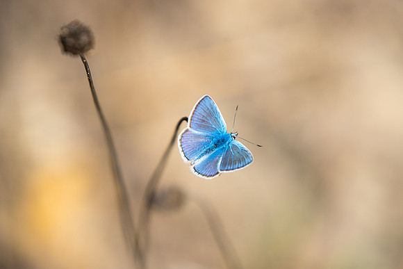 Polyommatus icarus ♂ (Azuré commun)